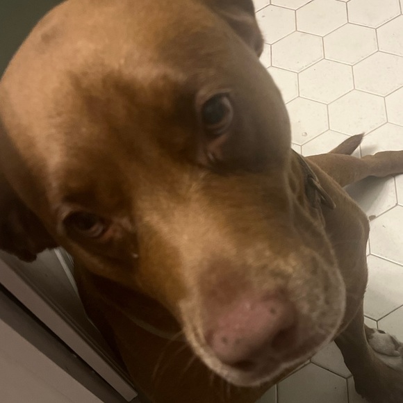 Meet your Posher, Gabe - Picture 1 of 1